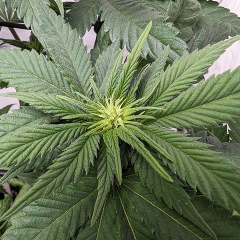 #1 L growlog timeline photo