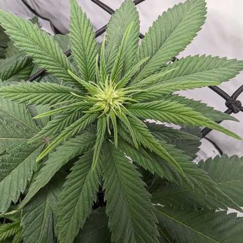 #1 L growlog timeline photo