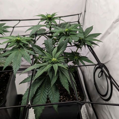 #1 L growlog timeline photo