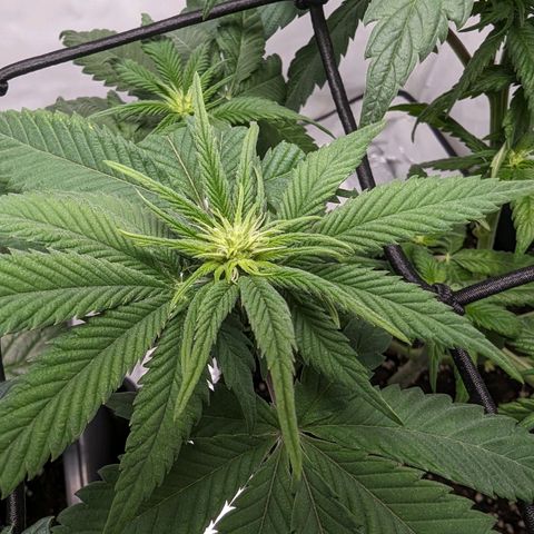 #1 L growlog timeline photo