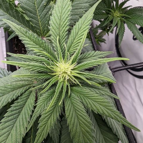 #1 L growlog timeline photo