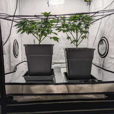 #4 L growlog timeline photo