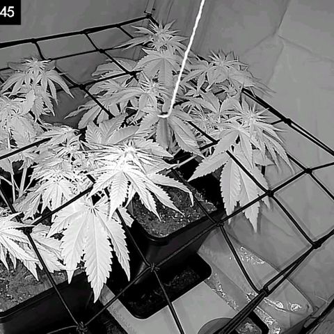 #4 L growlog timeline photo