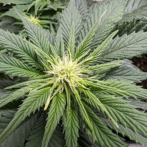 #4 L growlog timeline photo