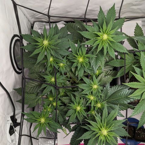 #4 L growlog timeline photo