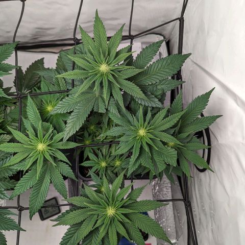 #1 L growlog timeline photo