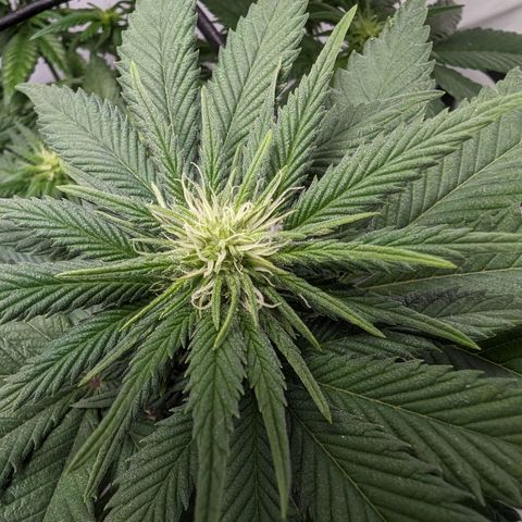 #1 L growlog timeline photo