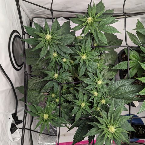 #4 L growlog timeline photo