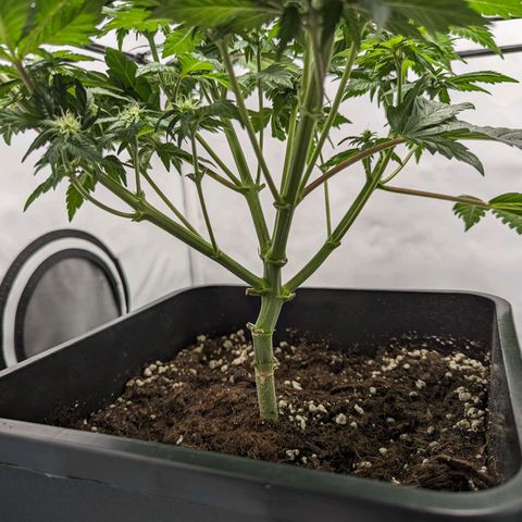 #4 L growlog timeline photo