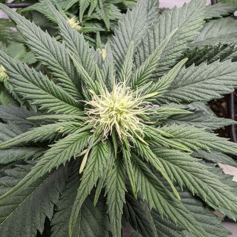 #4 L growlog timeline photo