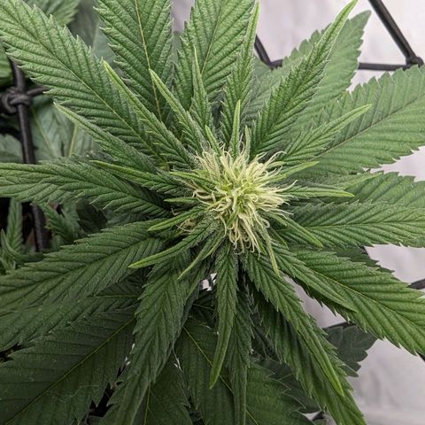 #1 L growlog timeline photo