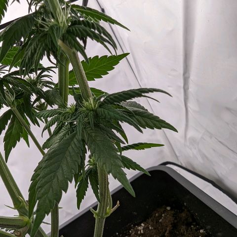 #1 L growlog timeline photo