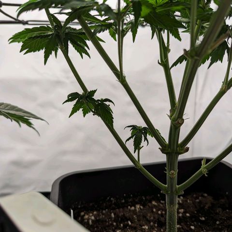 #1 L growlog timeline photo