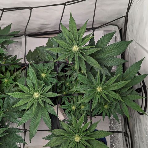 #1 L growlog timeline photo
