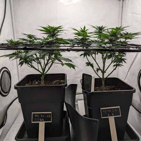 #4 L growlog timeline photo
