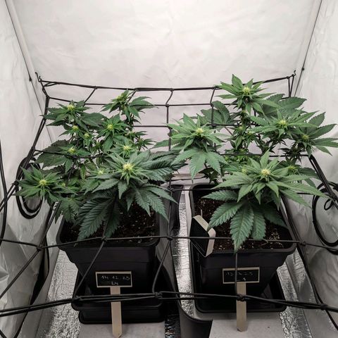 #4 L growlog timeline photo