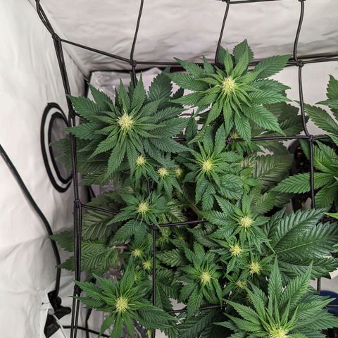 #4 L growlog timeline photo