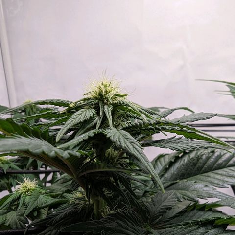 #4 L growlog timeline photo