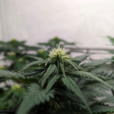 #4 L growlog timeline photo