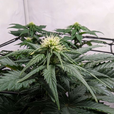 #4 L growlog timeline photo