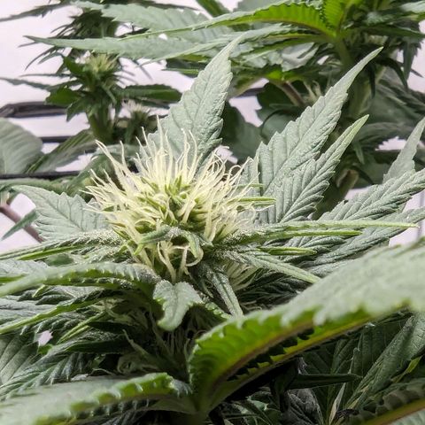 #1 L growlog timeline photo