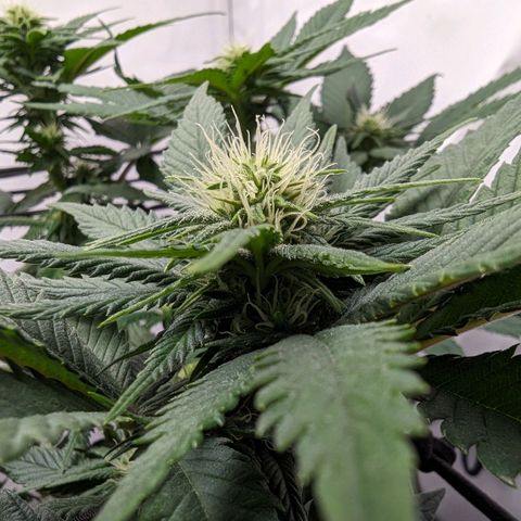 #1 L growlog timeline photo
