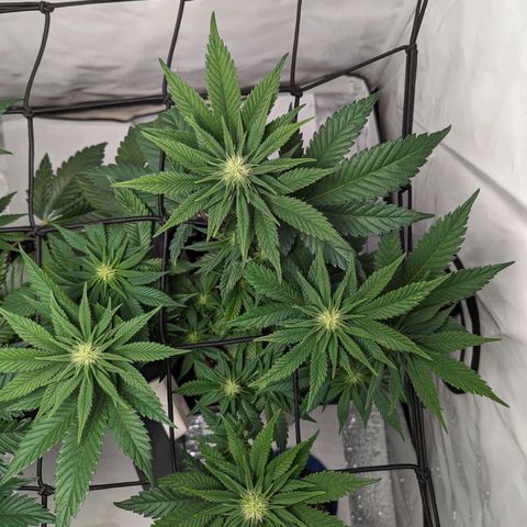 #1 L growlog timeline photo