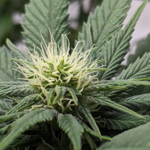 #1 L growlog timeline photo