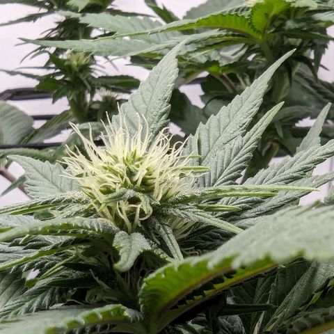 #1 L growlog timeline photo