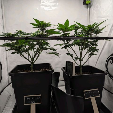 #4 L growlog timeline photo