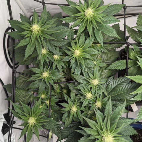 #4 L growlog timeline photo