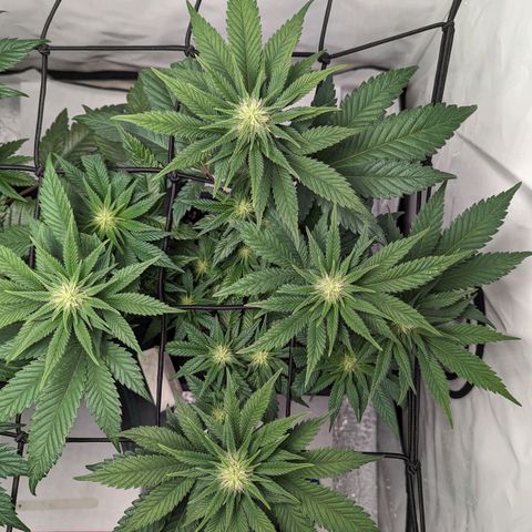 #1 L growlog timeline photo