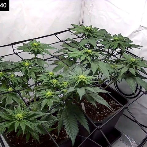 #4 L growlog timeline photo