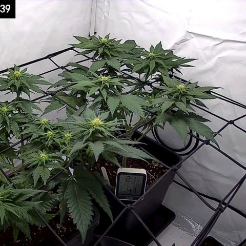 #4 L growlog timeline photo