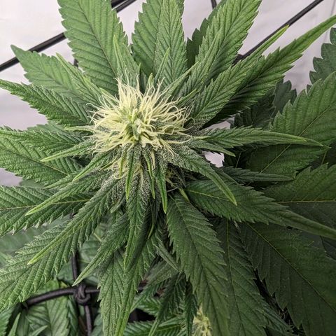 #1 L growlog timeline photo