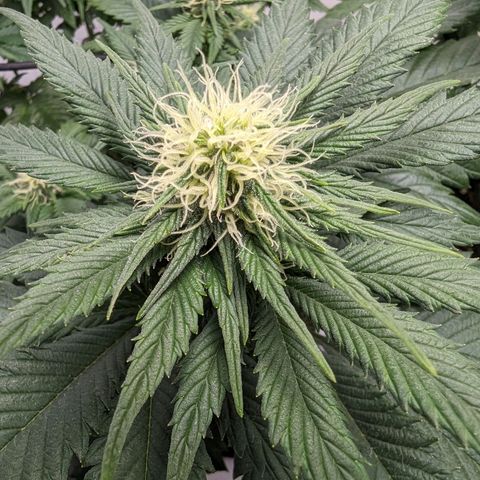 #4 L growlog timeline photo