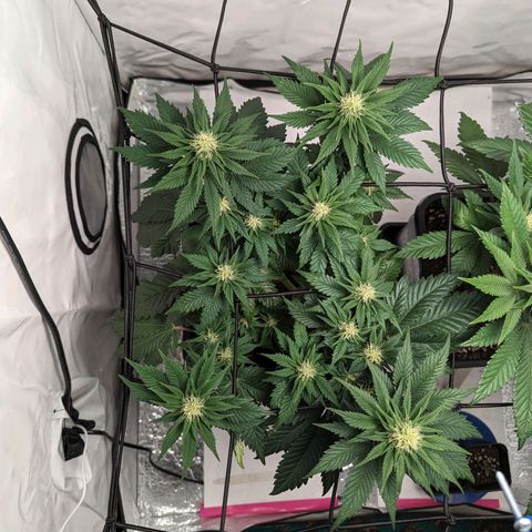 #4 L growlog timeline photo