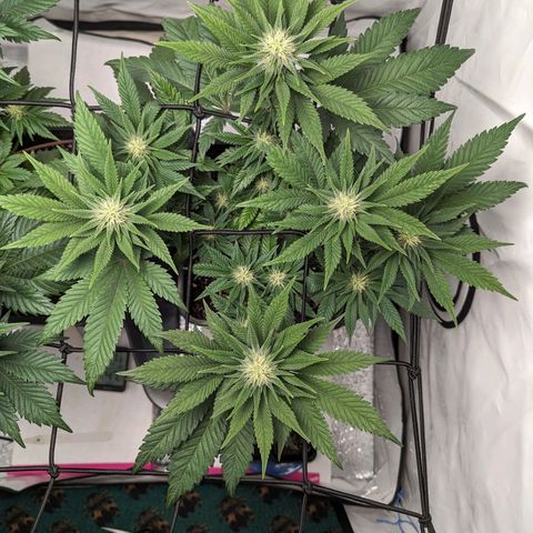 #1 L growlog timeline photo