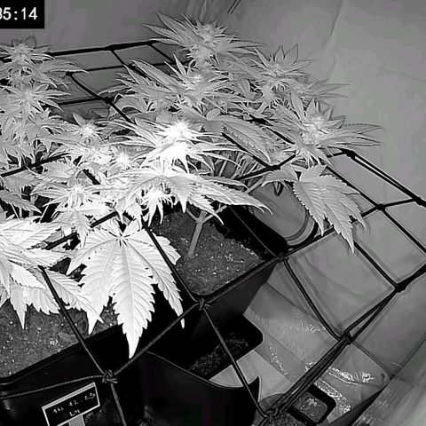 #4 L growlog timeline photo