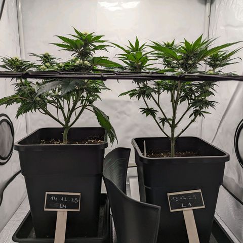 #4 L growlog timeline photo
