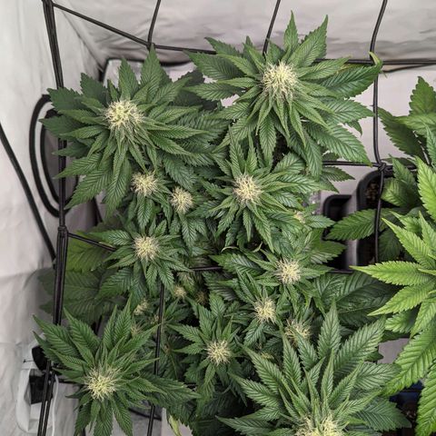 #4 L growlog timeline photo
