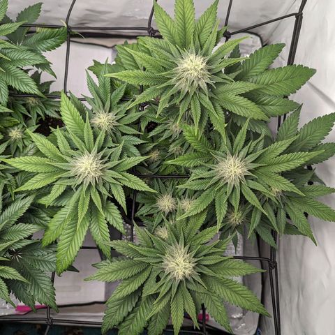 #1 L growlog timeline photo