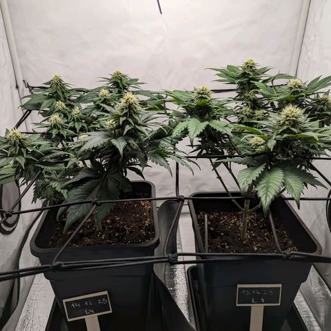 #4 L growlog timeline photo