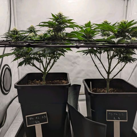 #4 L growlog timeline photo