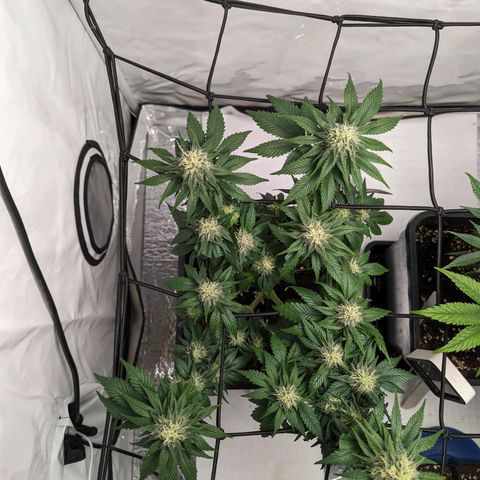 #4 L growlog timeline photo