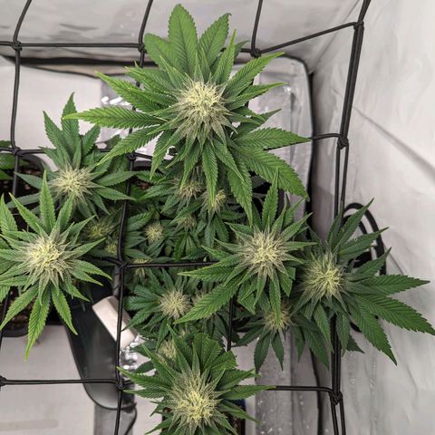 #1 L growlog timeline photo