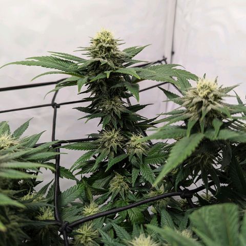 #1 L growlog timeline photo