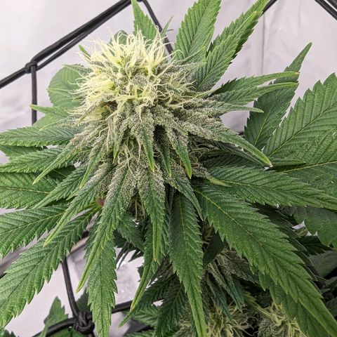 #1 L growlog timeline photo