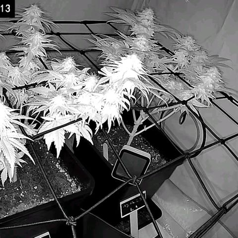 #4 L growlog timeline photo