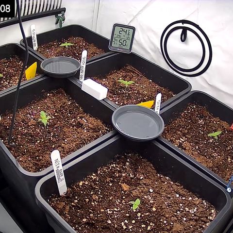 Dosidos Auto #1|N growlog timeline photo